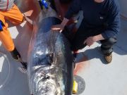Phideaux Fishing, Ride along tuna fishing with us, thanks sam