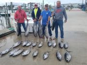 Phideaux Fishing, Tuna fishing continues