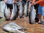 Phideaux Fishing, Thanks Jim, great tuna fishing!!