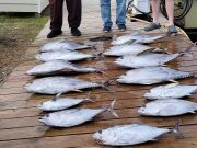 Phideaux Fishing, November tuna!!