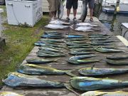 Outer Banks Fishing Charters, Mahi and Tuna, thanks Karl!