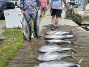 Outer Banks Fishing Charters, Still great tuna fishing, thanks Billy