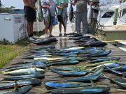 Outer Banks Fishing Charters, More Great Fishing, thanks Billy and associates!!