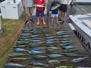 Phideaux Fishing Charters Outer Banks, Found & Caught