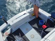 Phideaux Fishing Charters Outer Banks, Big Tuna are here again!