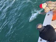 Phideaux Fishing Charters Outer Banks, Blue Fin Fishing Continues!!