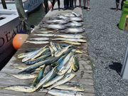 Phideaux Fishing Charters Outer Banks, Action! 🎬