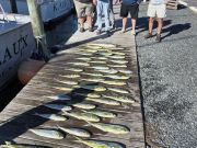 Phideaux Fishing Charters Outer Banks, Great Fishing So Far this Week!!