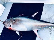 Phideaux Fishing, Bluefin Fishing is Hot!