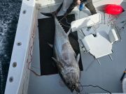 Phideaux Fishing Charters Outer Banks, Throwback Thursday Tuna