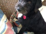 Phideaux Fishing, This dog can fish