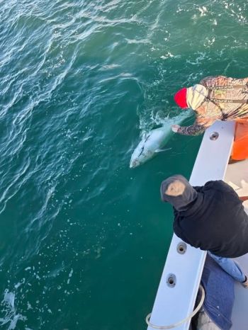 Phideaux Fishing Charters Outer Banks, Still fantastic Blue fin fishing!!