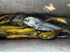 Phideaux Fishing photo