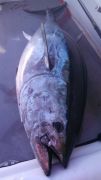 Phideaux Fishing photo